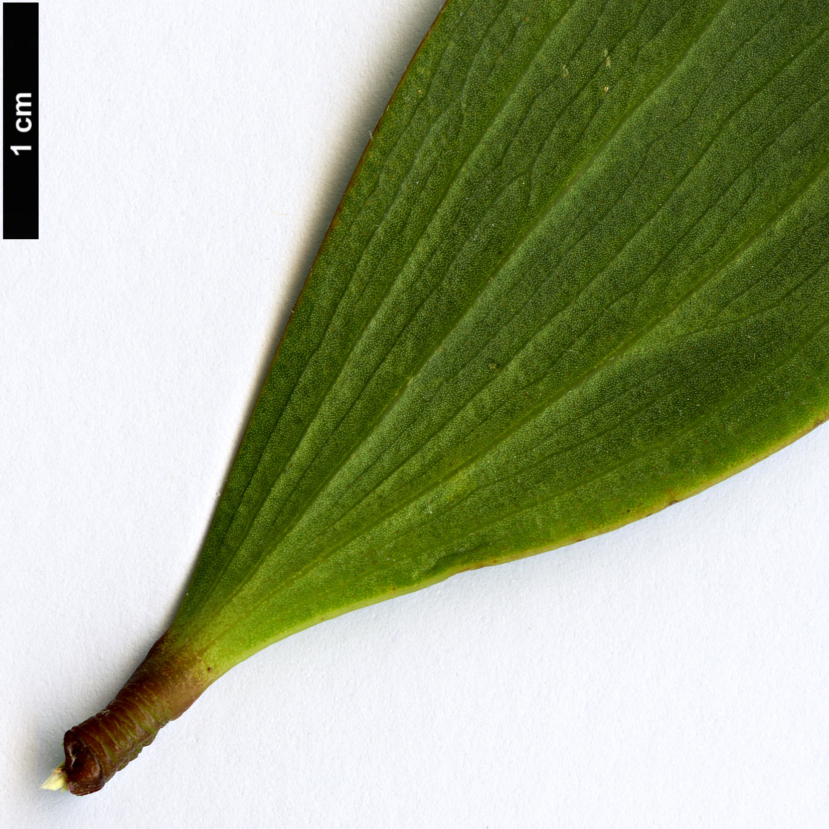 High resolution image: Family: Fabaceae - Genus: Acacia - Taxon: longifolia - SpeciesSub: subsp. sophorae